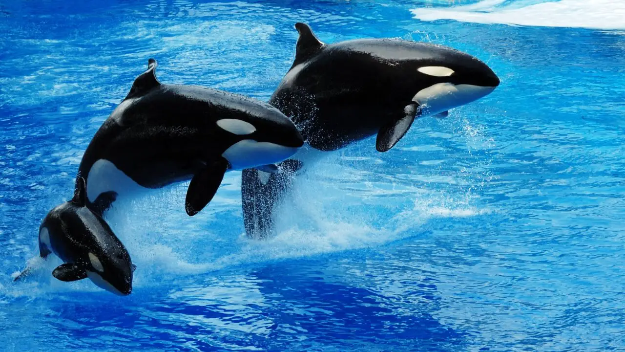 killer whales eating polar bears