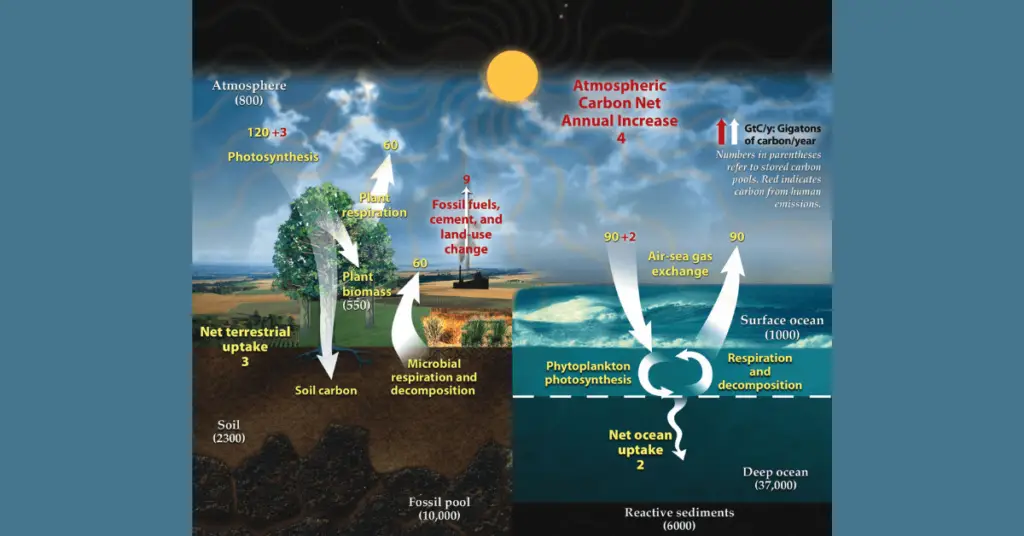 how-do-carbon-sinks-work-carbon-sinks-facts-sciquest