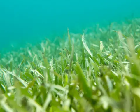 Ribbon Weed Seagrass