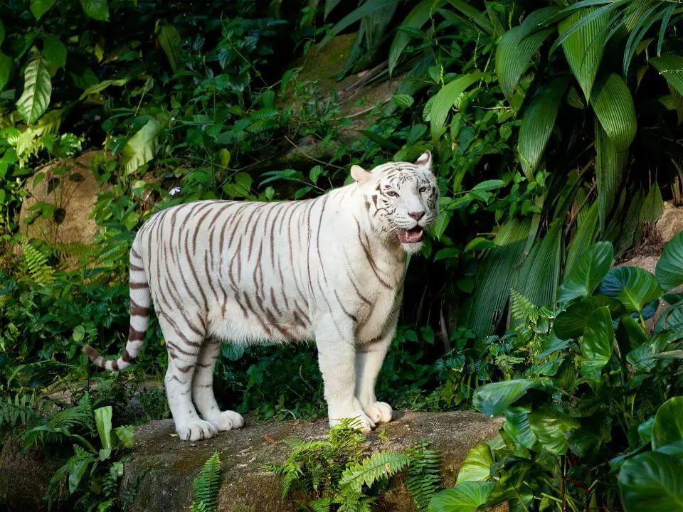White Tigers Breeding