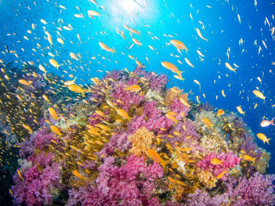 How to save coral reef
