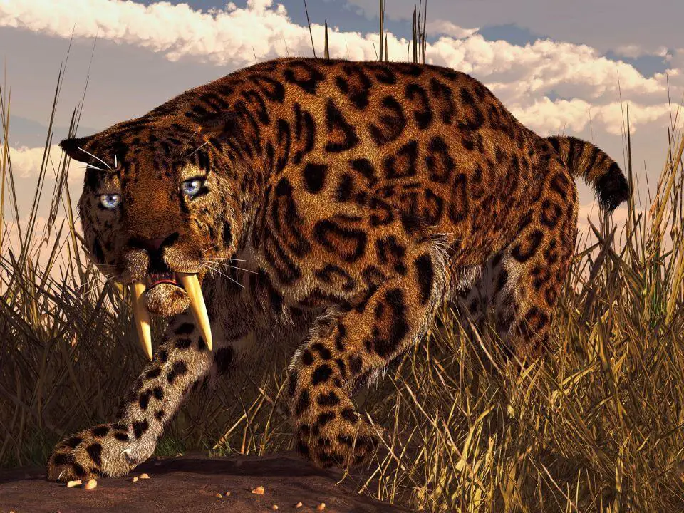 Are Saber Tooth Tigers extinct
