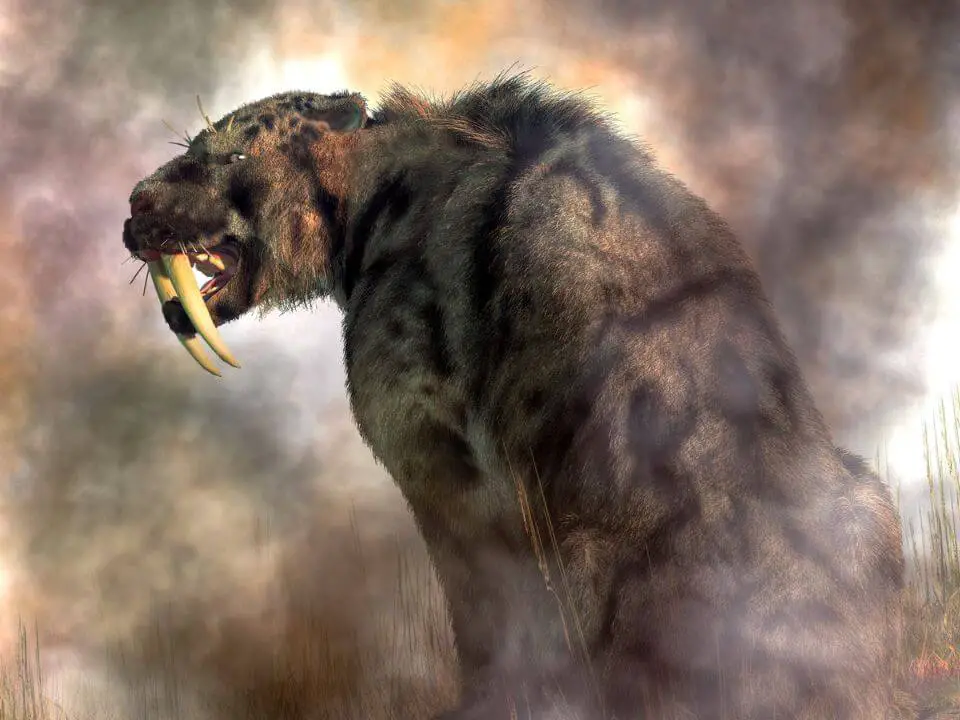 Are saber tooth tigers coming back?