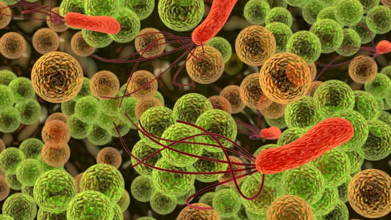 Bacteria Good For Humans