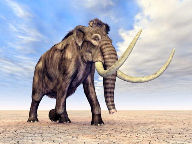 Can wooly mammoths be brought back?
