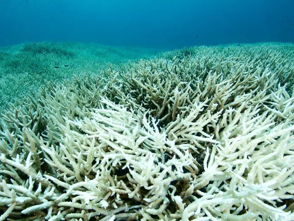 Coral reef dying due to Climate Change