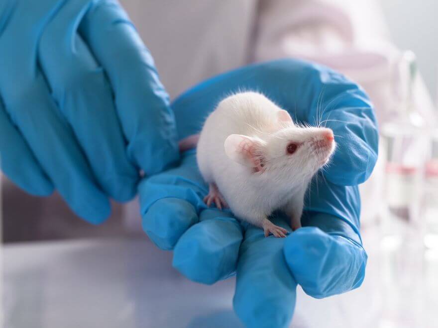 Ethical Guidelines For Using Animals In Research