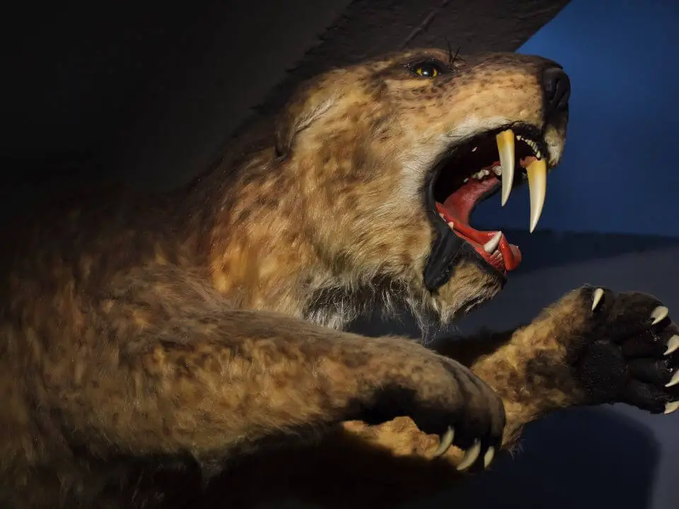 How long have saber tooth tigers been extinct?