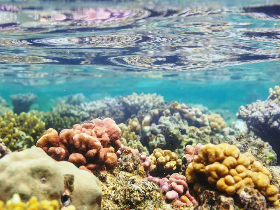 Why Are Coral Reefs Dying