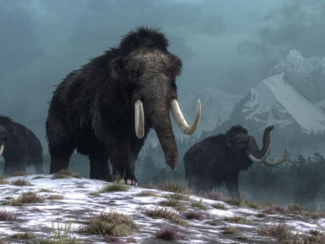 Why are scientists bringing woolly mammoths back from extinction?