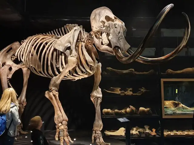 Why shouldn't we bring back the woolly mammoth?