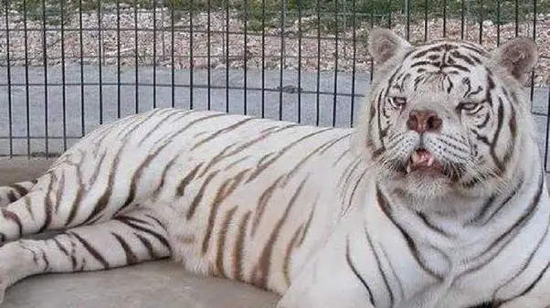 white tiger down syndrome