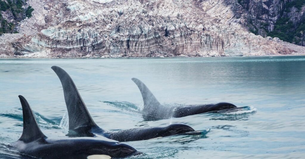 Extict Orca Why Are Killer Whales Going Extinct? - SciQuest