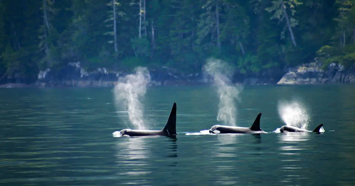 orcas in group