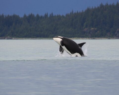 Are orcas keystone species