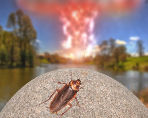 Can Cockroaches Survive A Nuclear Blast