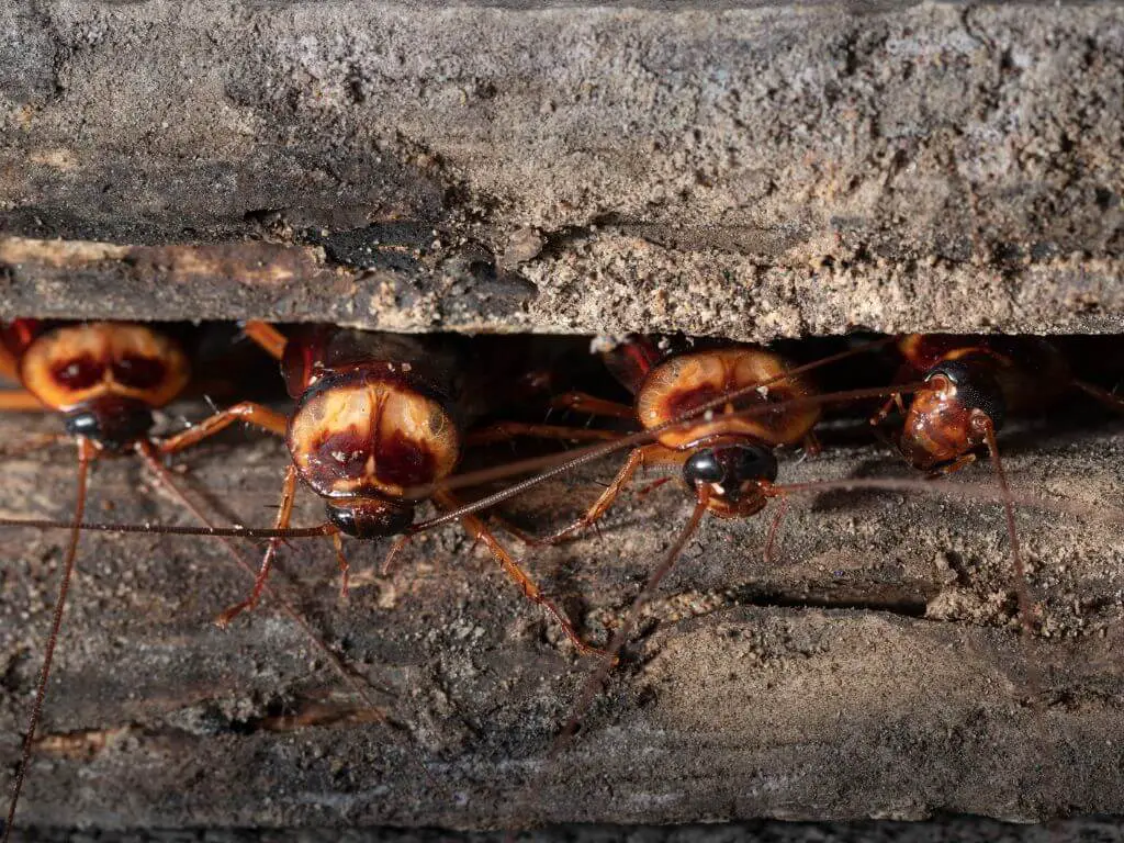 Cockroaches Survive A Nuclear Blast