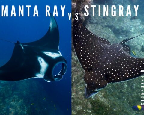 Difference Between Manta Ray And Stingray