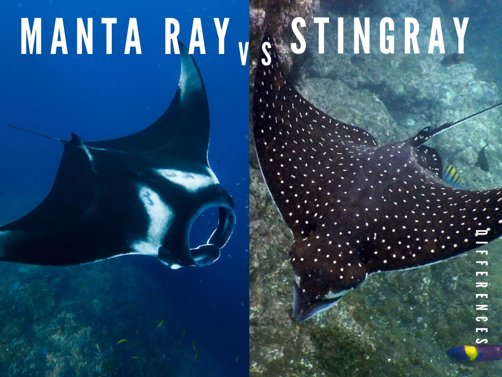 Difference Between Manta Ray And Stingray