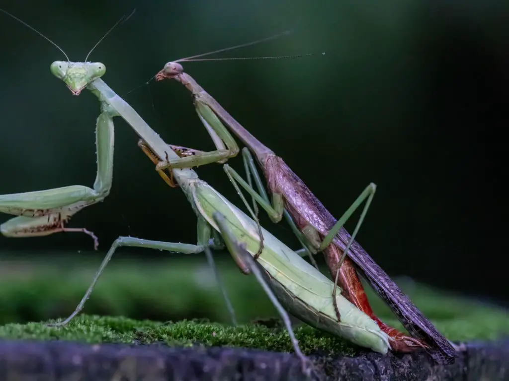 Do male praying mantis know they will die