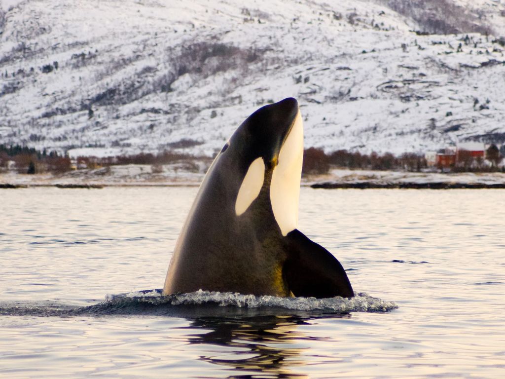 How can we save killer whales