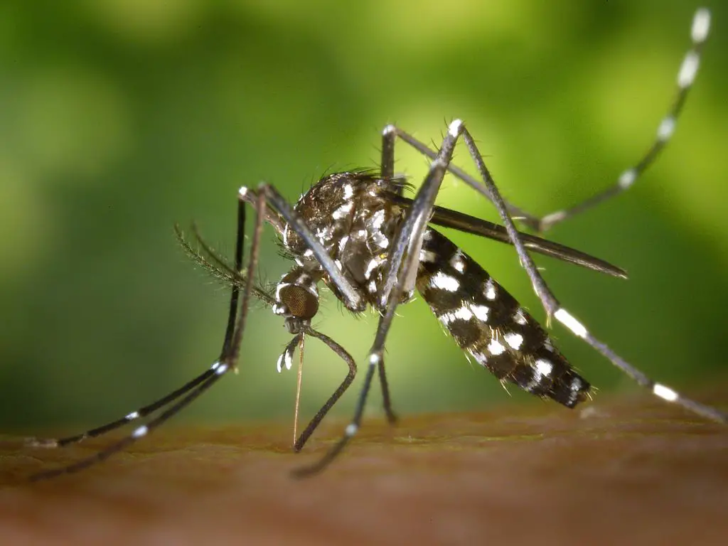 Why are mosquitoes important to the ecosystem