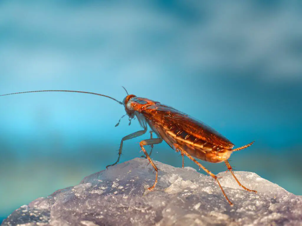 Why cockroaches can survive nuclear bomb