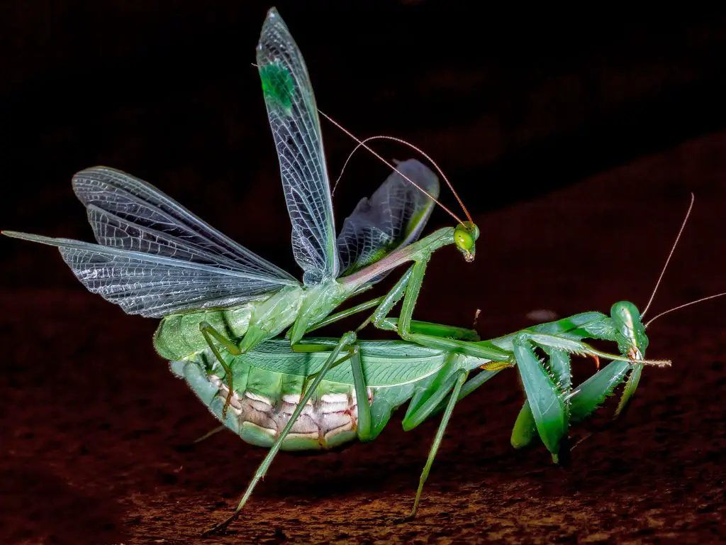 Why do female praying mantis eat the males