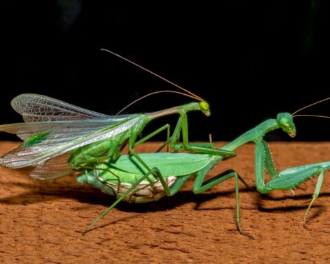 Why do praying mantises eat their mates