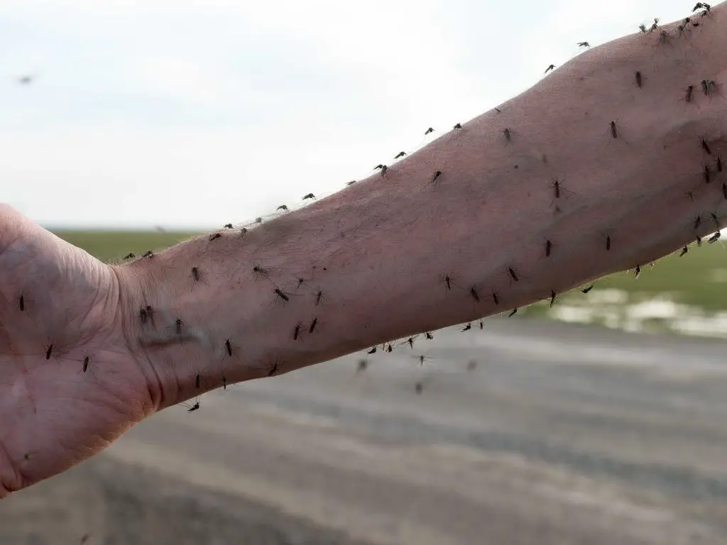 Would the world survive without mosquitoes?