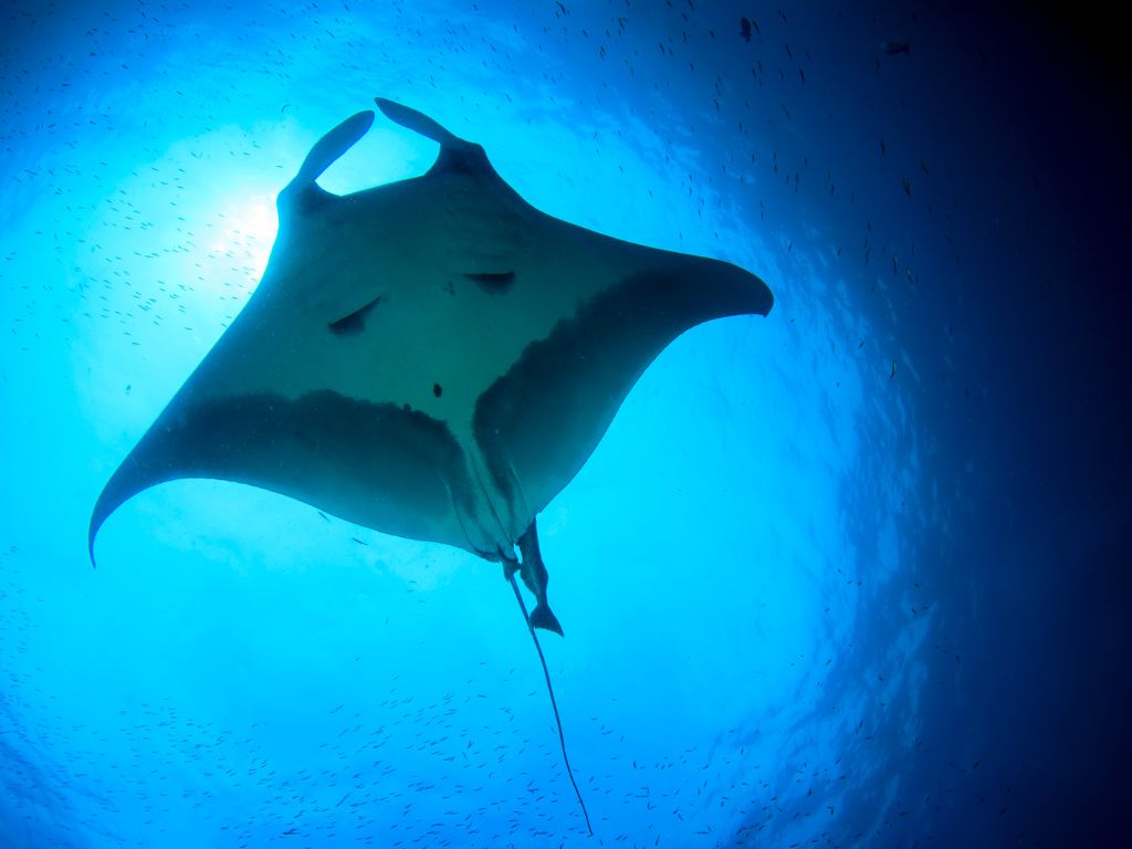 manta ray shape