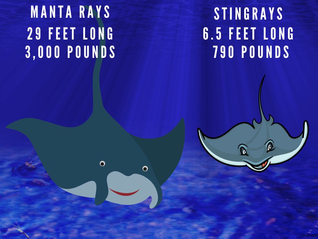 manta ray vs stingray size