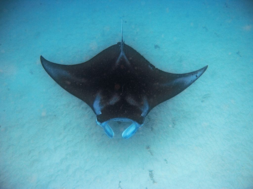 manta ray