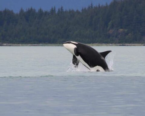 orca-killer-whale-thumb