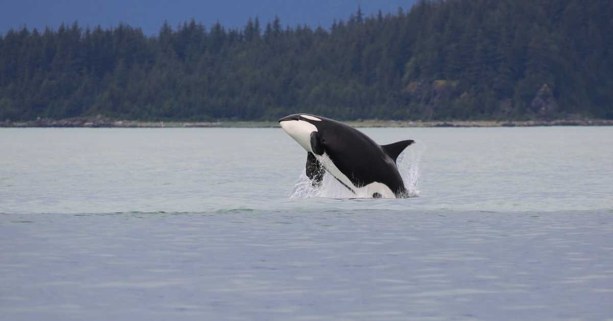 How Many Killer Whales Are Left In The World – Orca Population