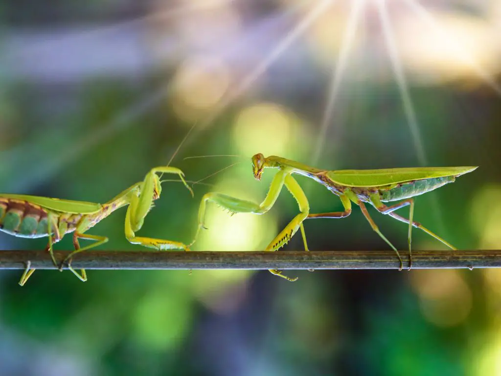 praying mantises eat their mates