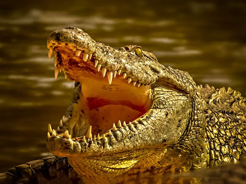 Crocodiles and alligators