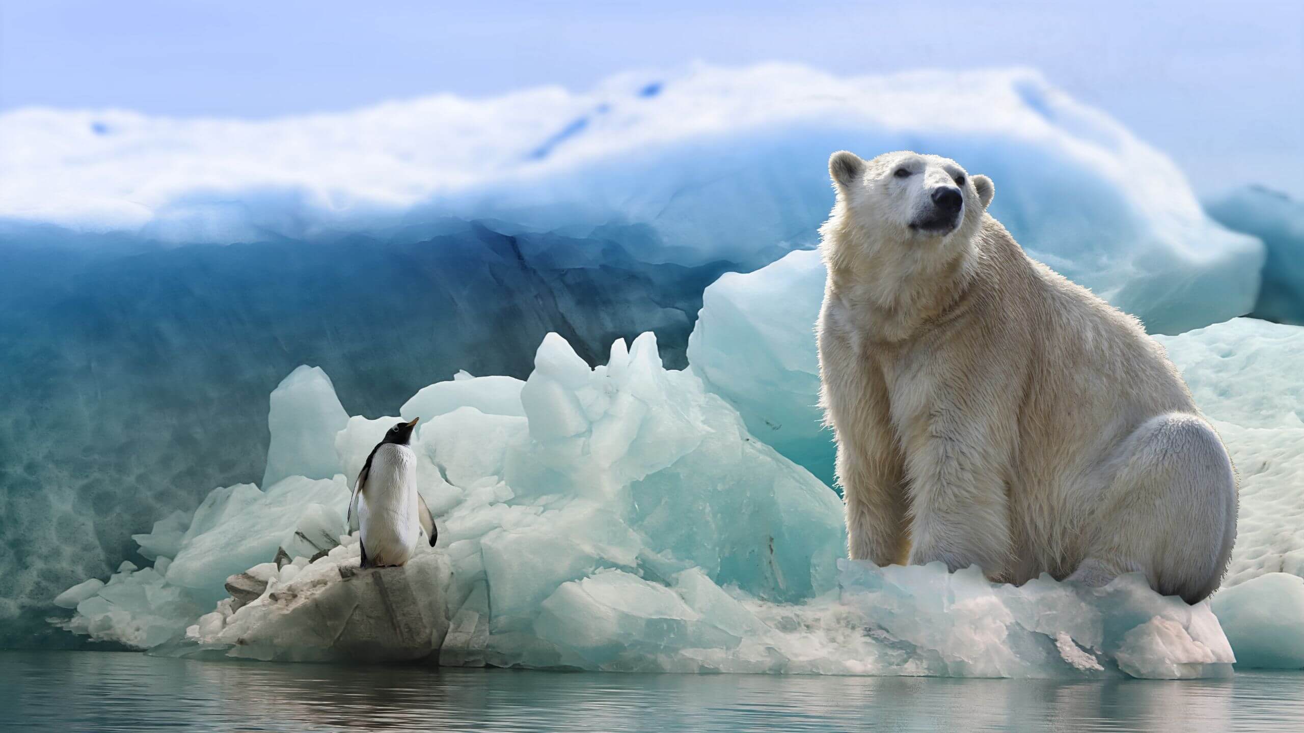 Polar bear and penguin sitting on an iceberg