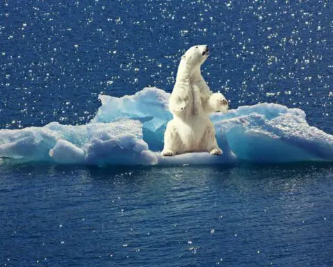 Why are polar bears important featured image.