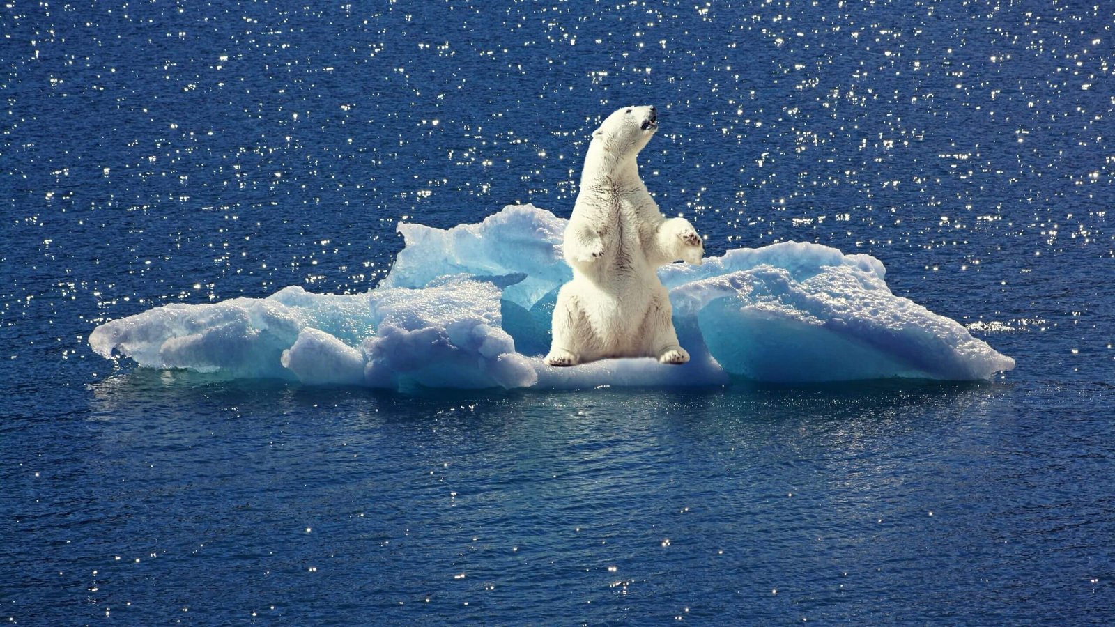 Why are polar bears important to the ecosystem – How to save polar bears from global warming