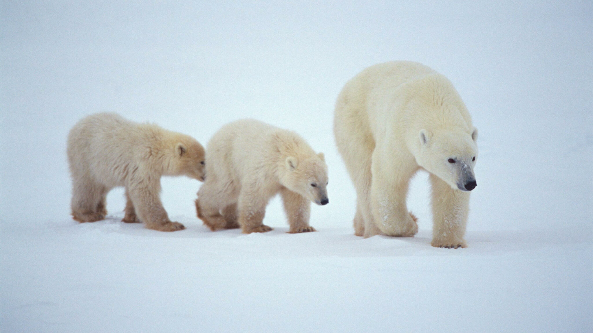 How Many Polar Bears Left In The World Polar Bear Population SciQuest