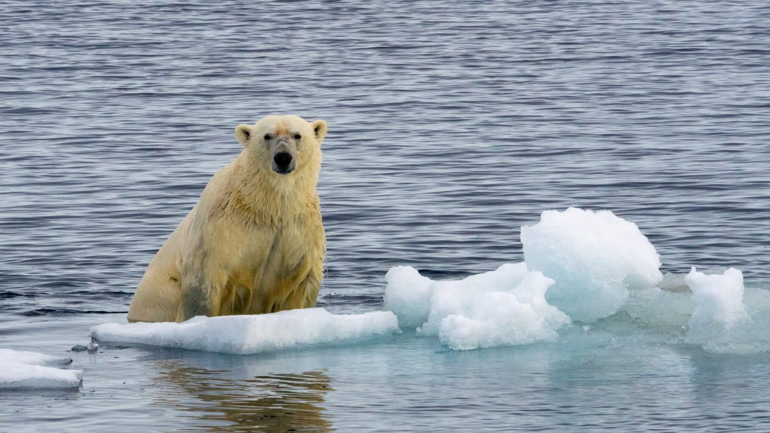 Wet polar bear on an iceberg-2