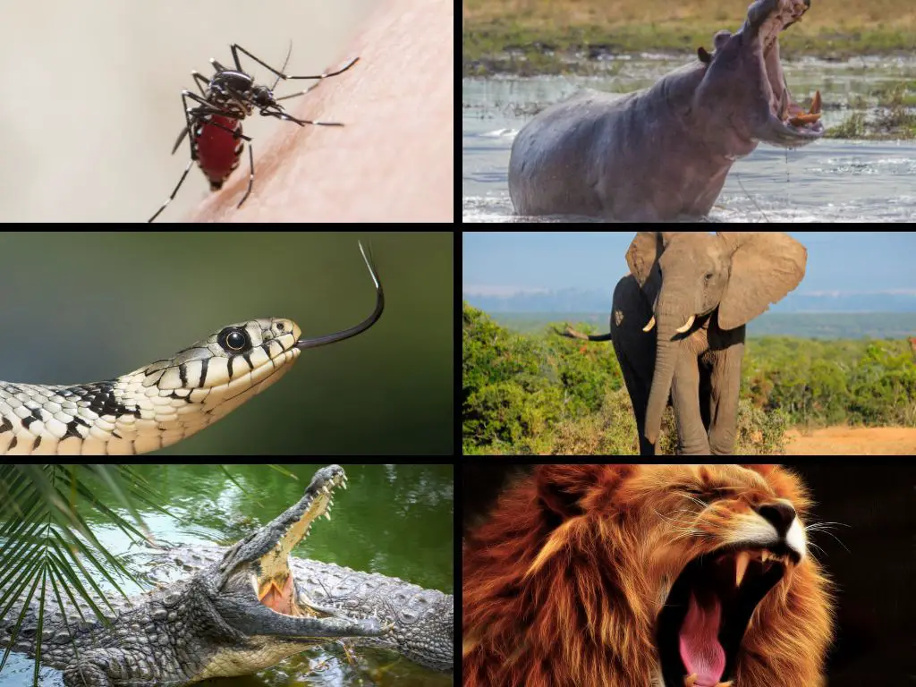 What animals kill the most humans in Africa