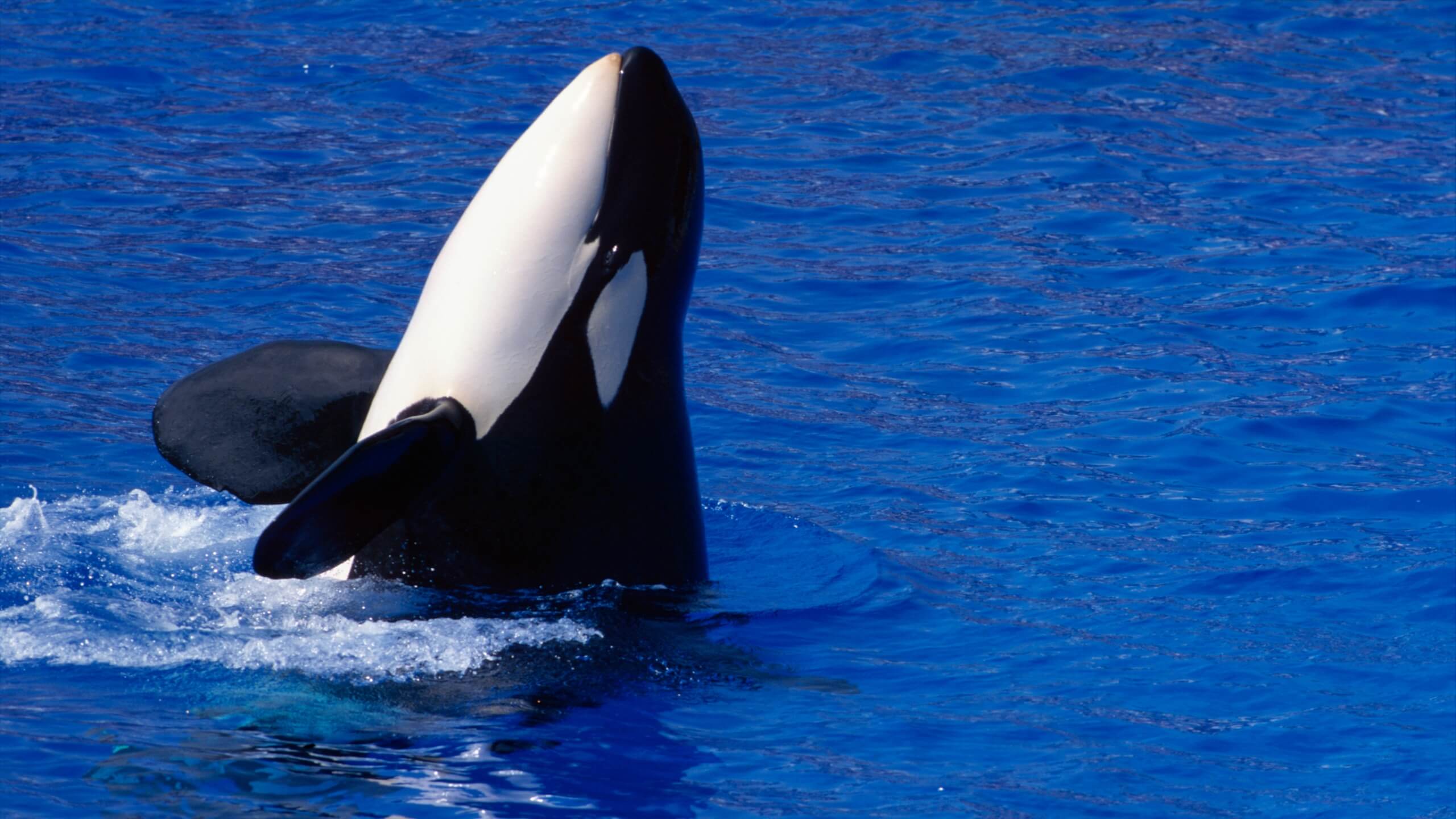 However, despite its bigger size, the killer whale is still a dolphin according to the rules of taxonomy.