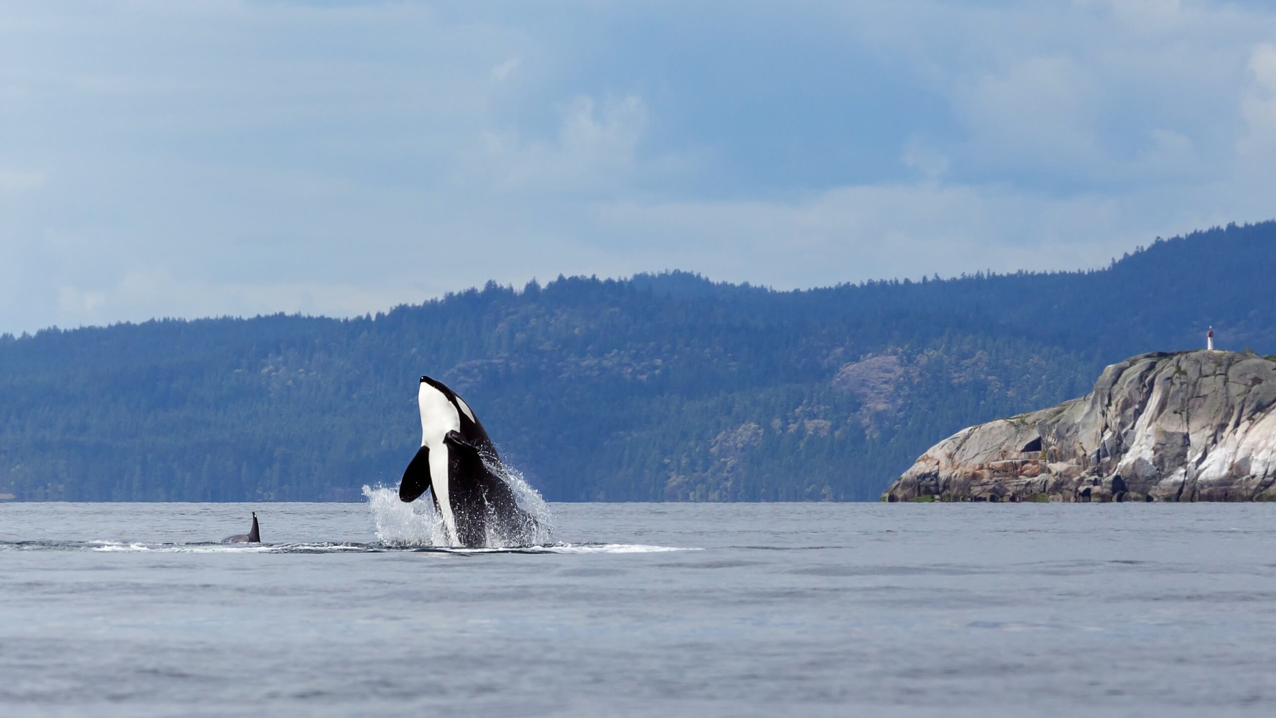 are-killer-whales-dolphins featured image