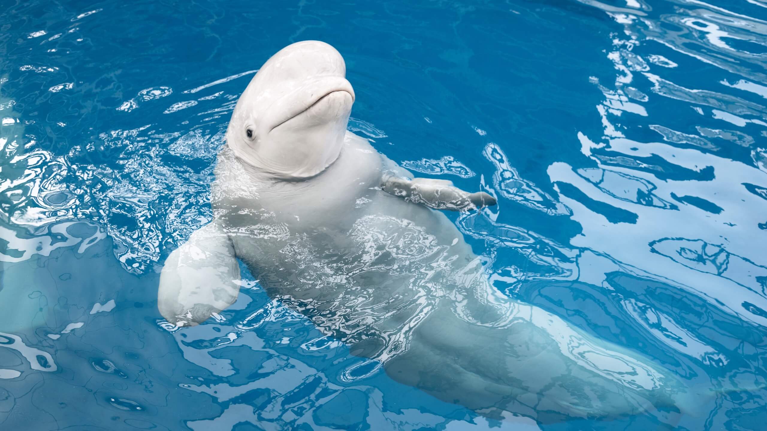 Beluga whales are typically fed a diet of herring, capelin and smelt. These fish provide essential nutrients such as omega-3 fatty acids, minerals and vitamins that help keep the belugas healthy.