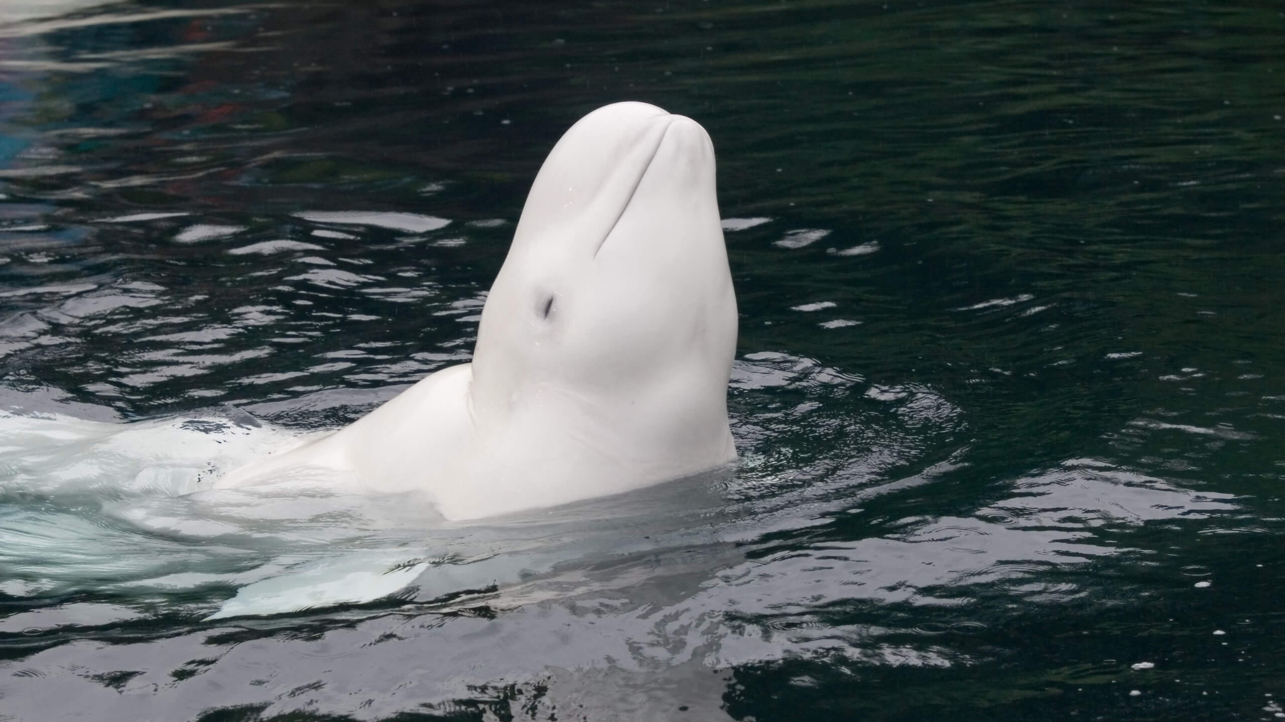 Belugas typically hunt for food during the day but can be seen feeding at night too if there is enough light available from moonlight or bioluminescence from planktonic organisms in the water column.