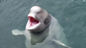 What Do Beluga Whales Eat - Beluga Whale Diet Facts - SciQuest