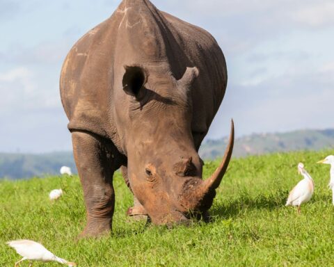 How many rhinos are left in the world