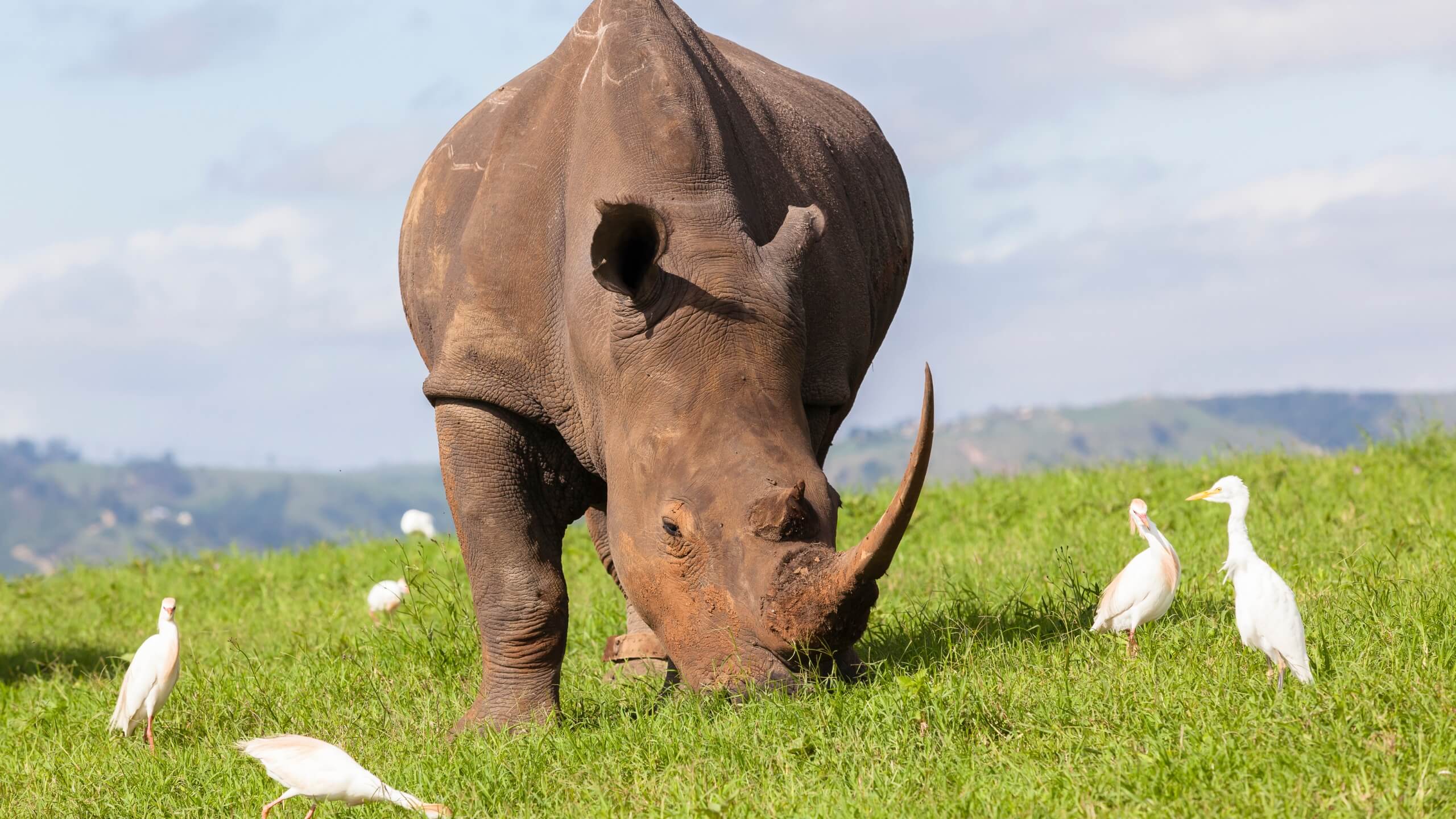 How many rhinos are left in the world